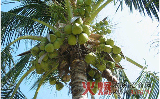 椰子的栽培技术