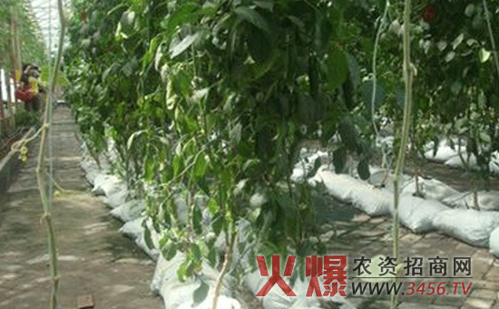 黄瓜的无土栽培技术