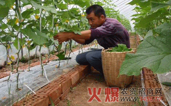 黄瓜的无土栽培技术