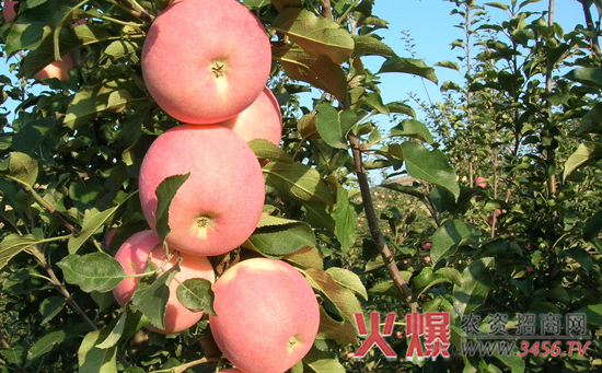 秋季苹果树的追肥技巧
