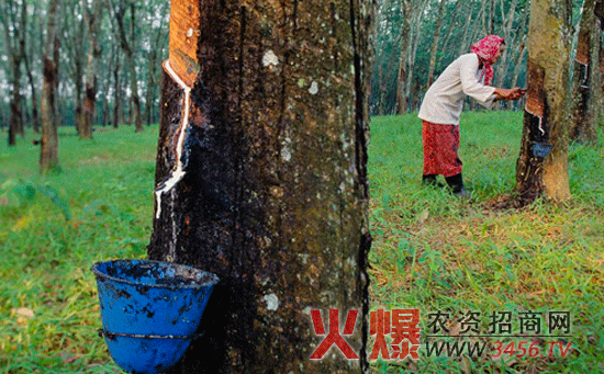 橡胶树的栽培技术