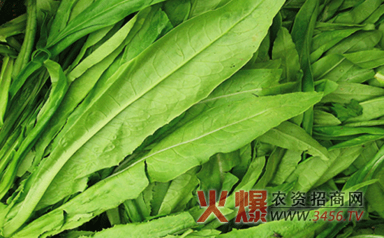 油麦菜水肥的管理技术