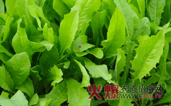 油麦菜水肥的管理技术