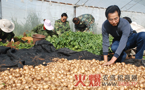 土豆的无土栽培技术