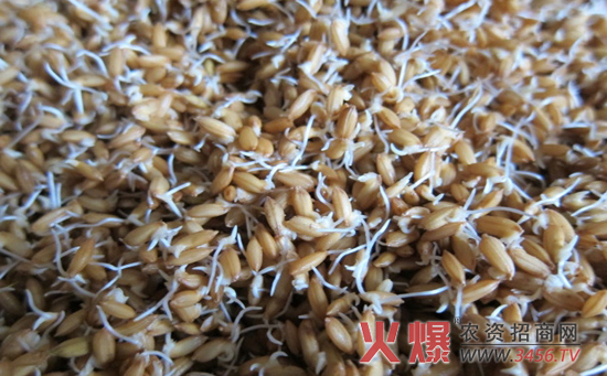 水稻种子催芽技术