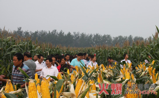 豫单919玉米种种植技术