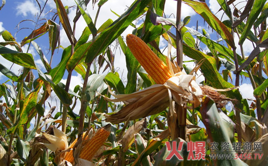 豫单919玉米种产量(亩产量)