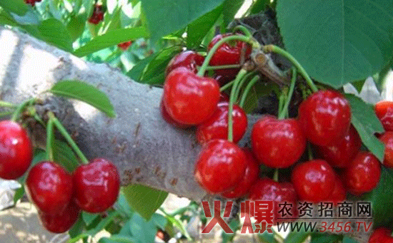 樱桃树的嫁接方法