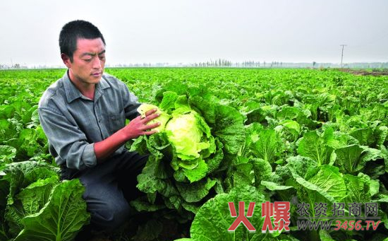 秋白菜怎么种植，秋白菜的种植方法