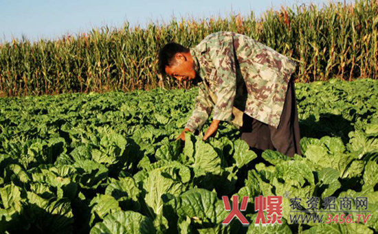 秋白菜怎么种植，秋白菜的种植方法