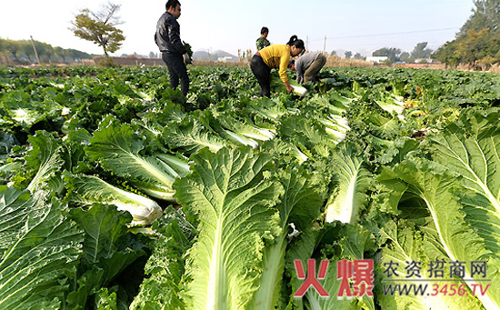 秋白菜的肥水管理技术