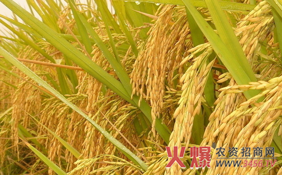 中国水稻的主要产地
