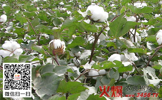 棉花的主要产地