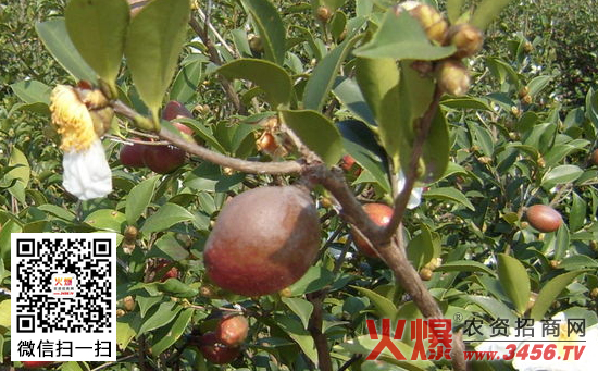 油茶怎么栽培，油茶的栽培技术