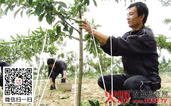 苹果树什么时候拉枝比较好？