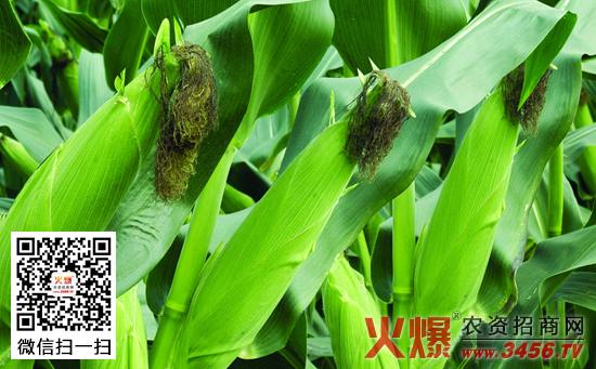 玉米怎么灌溉，玉米的灌溉技术