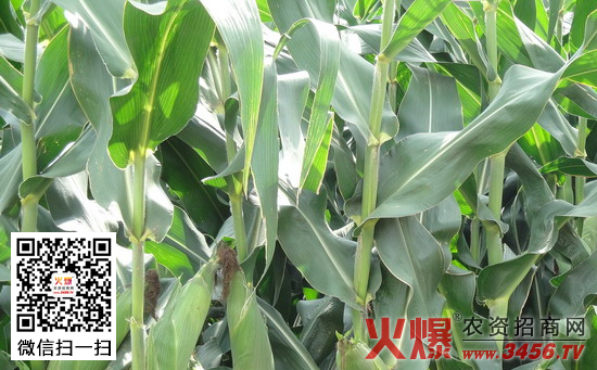 玉米怎么灌溉，玉米的灌溉技术