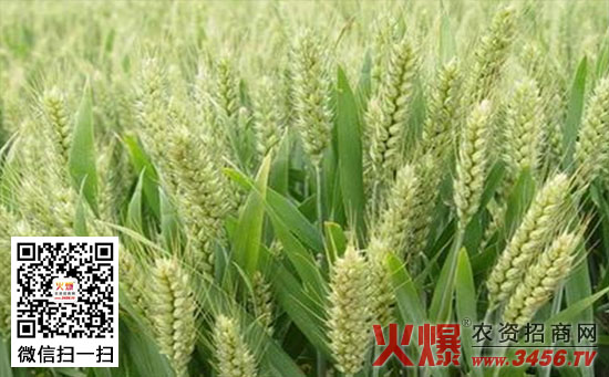 矮抗58小麦种的特征特性及产量
