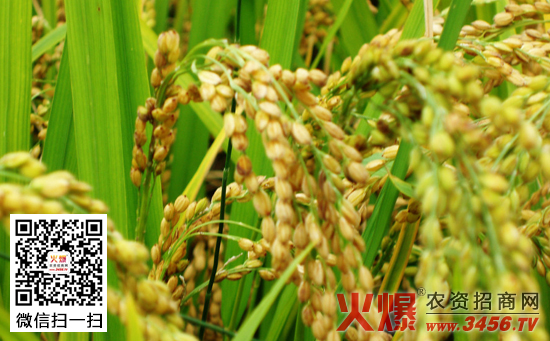 水稻缺锌的症状及缺锌田块管理措施