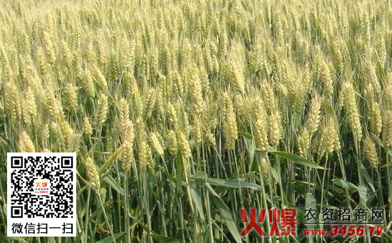 如何防治小麦地下害虫