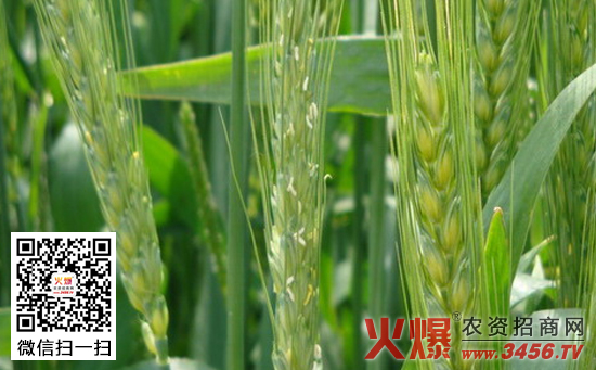 如何防治小麦地下害虫