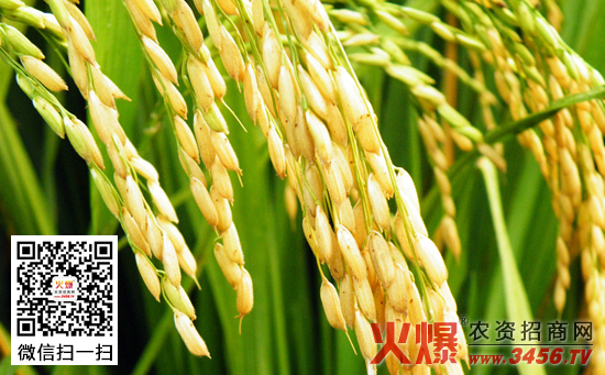 水稻的旱育苗技术