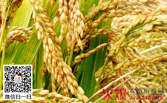 水稻的旱育苗技术