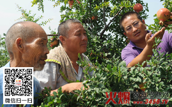 石榴干腐病防治方法