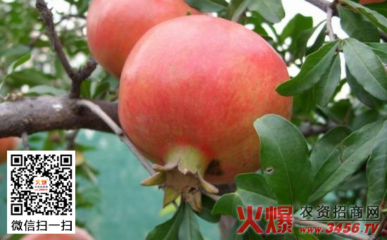 石榴干腐病防治方法