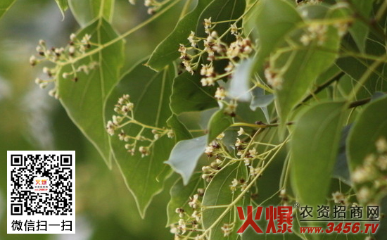 香樟树图片，香樟树种植技术