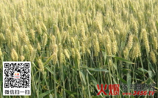 小麦播种期病虫害防治技术