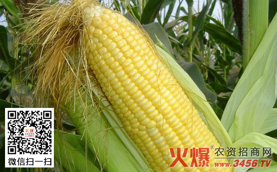 玉米晚收技术