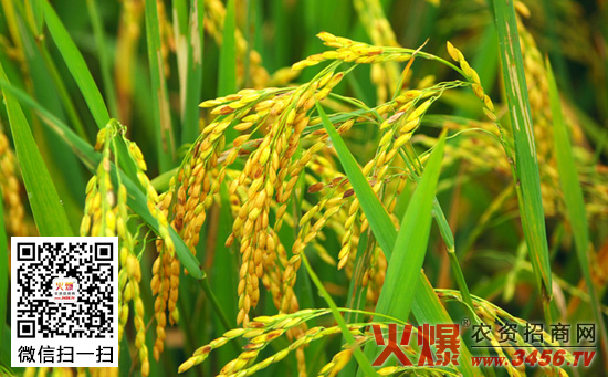水稻实收测产方法