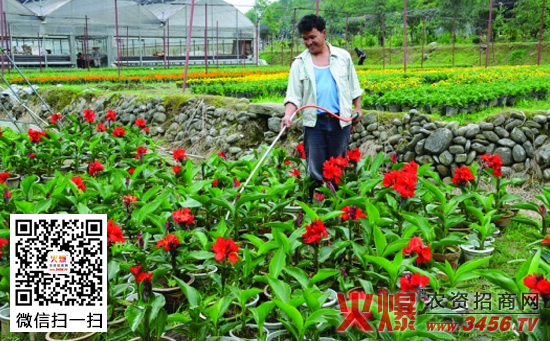 盆栽花卉施什么肥好