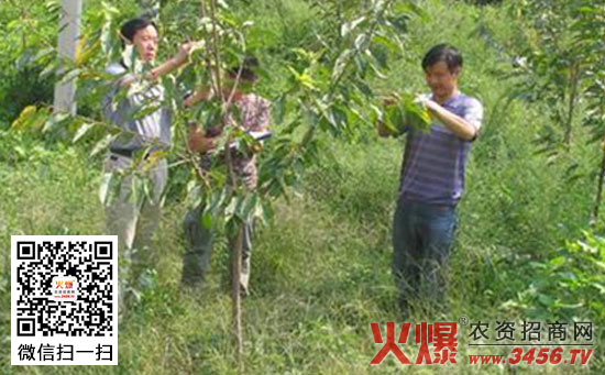 大樱桃褐斑病的防治方法