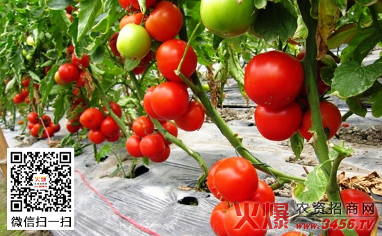 种植番茄施什么肥产量高