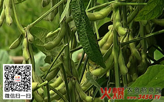 大豆大面积黄化怎么办？