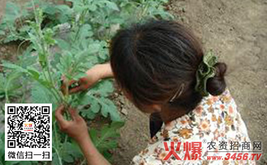 西瓜压蔓与整枝方法
