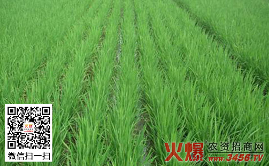 水稻分蘖期的管理措施