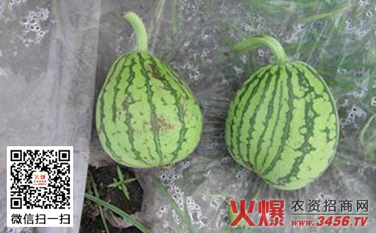 西瓜畸形果的防治方法