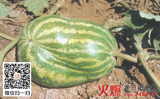 西瓜畸形果的防治方法
