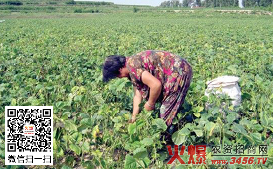 绿豆覆膜种植技术