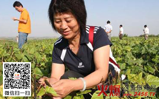 绿豆覆膜种植技术