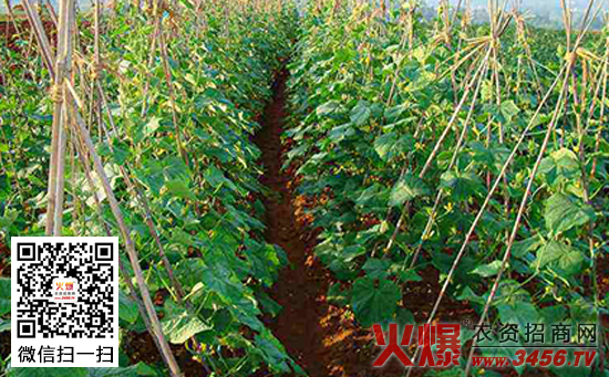黄瓜高产的水肥管理方法