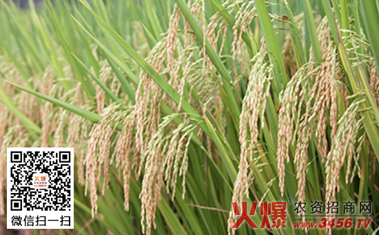 水稻施钾肥的注意事项