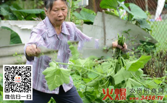 南瓜苗菜高产栽培技术