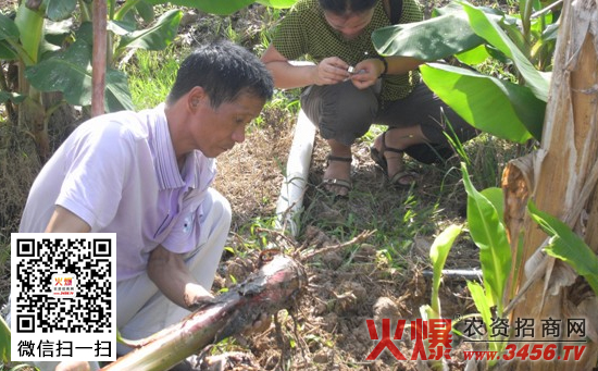 香蕉根结线虫发病规律及防治方法