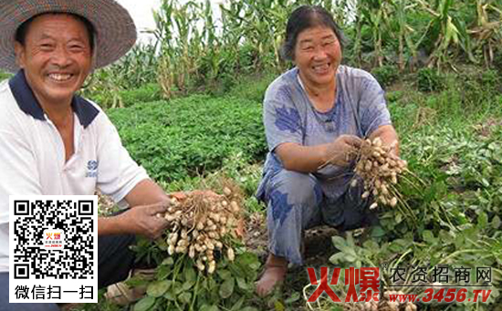 花生的“四带”种植法