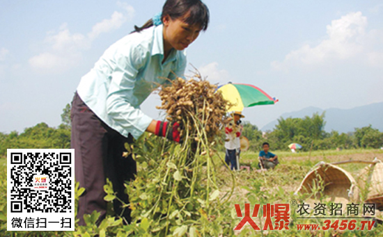 花生的“四带”种植法