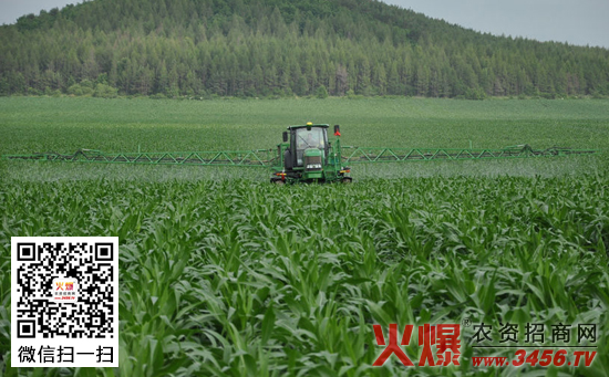 玉米化控放倒技术